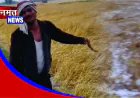 बेमौसम बारिश और ओलावृष्टि से फसल तबाह, खेत में रोता दिखा किसान