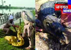 पोखर से निकला विशालकाय मगरमच्छ, ग्रामीणों ने पकड़कर वन विभाग को सौंपा
