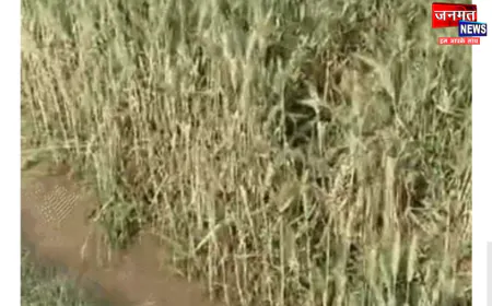 उरई में फसल क्षति पर सरकार का बड़ा राहत पैकेज, हजारों किसानों को मिला मुआवजा