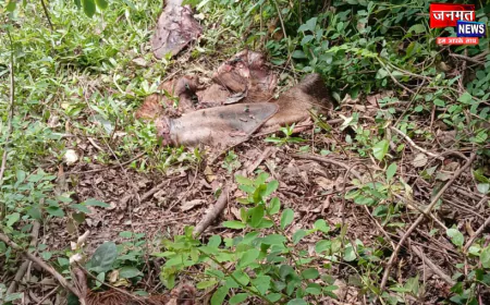 बरेली में गौ वंश तस्करों का आतंक, लगातार कर रहे हैं गौ वध; नही है प्रशासन का खौफ