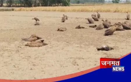 लखीमपुर खीरी में जहरीले चावल खाने से पहले मरे कुत्ते, फिर 25 गिद्धों की गई जान