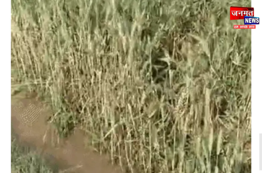 उरई में फसल क्षति पर सरकार का बड़ा राहत पैकेज, हजारों किसानों को मिला मुआवजा