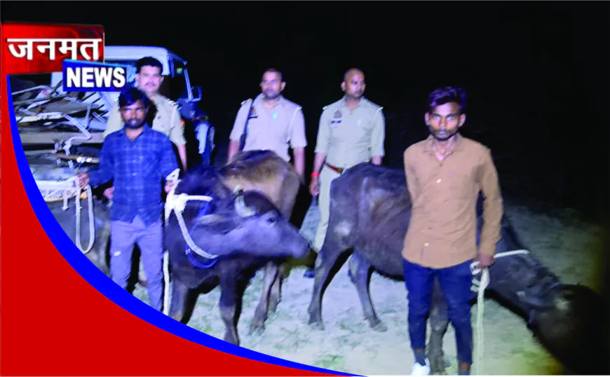 बांदा पुलिस ने पशु तस्करों के एक अंतरराज्यीय गिरोह  को पकड़ा