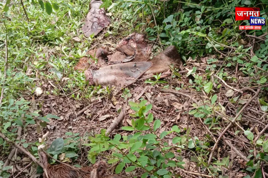 बरेली में गौ वंश तस्करों का आतंक, लगातार कर रहे हैं गौ वध; नही है प्रशासन का खौफ