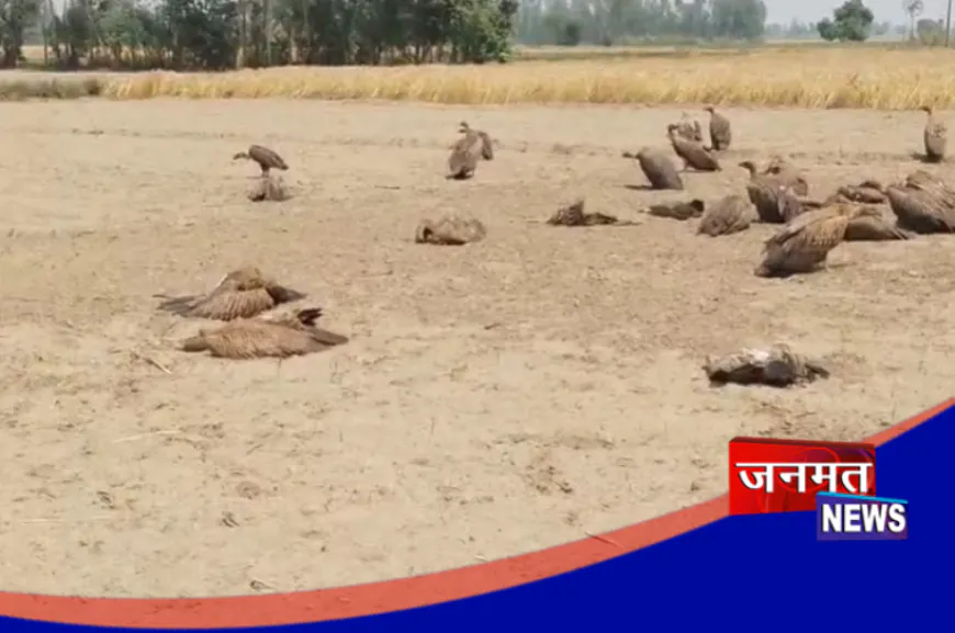 लखीमपुर खीरी में जहरीले चावल खाने से पहले मरे कुत्ते, फिर 25 गिद्धों की गई जान