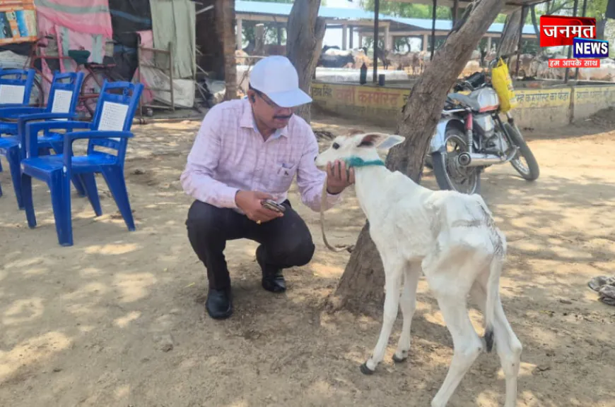 उरई: भीषण गर्मी में गोवंश संरक्षण को लेकर प्रशासन सतर्क, डीएम ने गौशाला में परखी व्यवस्थाएं