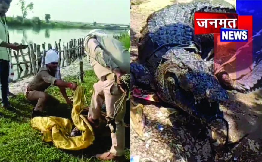 पोखर से निकला विशालकाय मगरमच्छ, ग्रामीणों ने पकड़कर वन विभाग को सौंपा