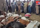 कानपुर देहात में आकाशीय बिजली का कहर, 19 वर्षीय युवती सहित 33 बकरियों की मौत; मुआवजे की मांग