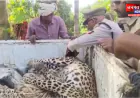 बलरामपुर में हुई दर्दनाक घटना, आम के बाग में लगे कटीले तार में फंसकर तेंदुए की मौत