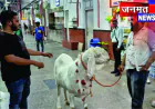 बकरीद से पहले मुगलसराय का 160 किलो का बकरा बना आकर्षण का केंद्र