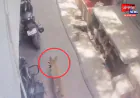 फतेहपुर: मंदिर में मांस का टुकड़ा मिलने का मामला, सीसीटीवी फुटेज जांच में हुआ खुलासा