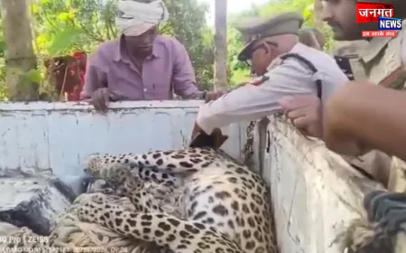 बलरामपुर में हुई दर्दनाक घटना, आम के बाग में लगे कटीले तार में फंसकर तेंदुए की मौत