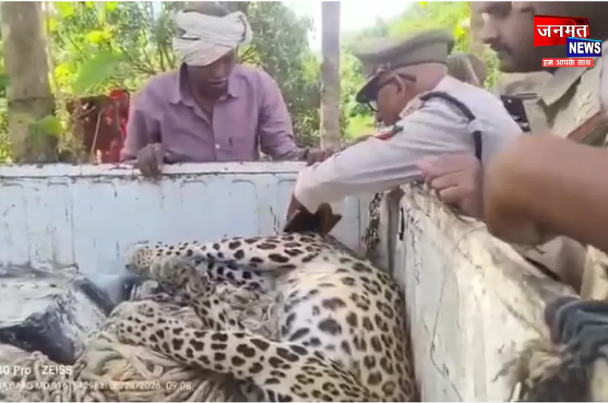 बलरामपुर में हुई दर्दनाक घटना, आम के बाग में लगे कटीले तार में फंसकर तेंदुए की मौत