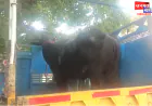 फर्रुखाबाद में भैंस चोरों का आतंक, भैंस मालिक ने भैंस सहित पिकअप वैन व ड्राइवर को पकड़ा