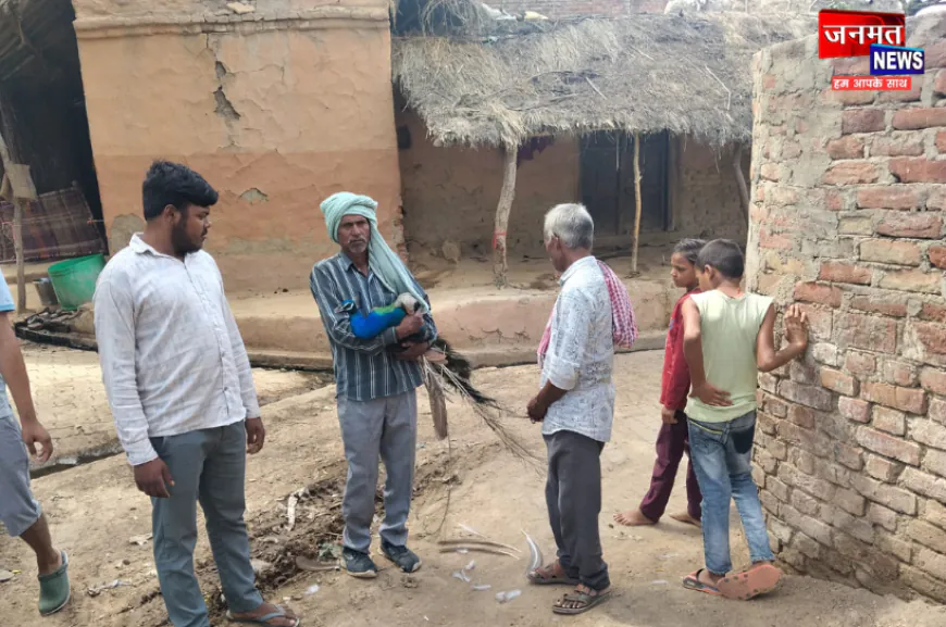 औरैया: कुत्तों के हमले से राष्ट्रीय पक्षी मोर घायल, वन विभाग ने कराया उपचार