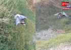 औरैया: बिजली के तारों की चपेट में आने से राजकीय पक्षी सारस की मौत, वन विभाग ने किया अंतिम संस्कार