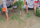 हरदोई में जलभराव पर सपा का अनोखा प्रदर्शन, सड़क पर रोपी धान की पौध; भाजपा का झंडा गाड़कर जताया विरोध