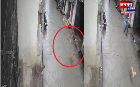 संभल में आवारा कुत्तों का आतंक, मासूम बच्ची पर किया हमला; चेहरे व गर्दन पर आईं गंभीर चोटें