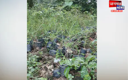 उरई में मुख्यमंत्री के अरमानों पर पानी फेरते विभाग, बड़ी संख्या में पौधों को कूड़े के ढेर में फेंका