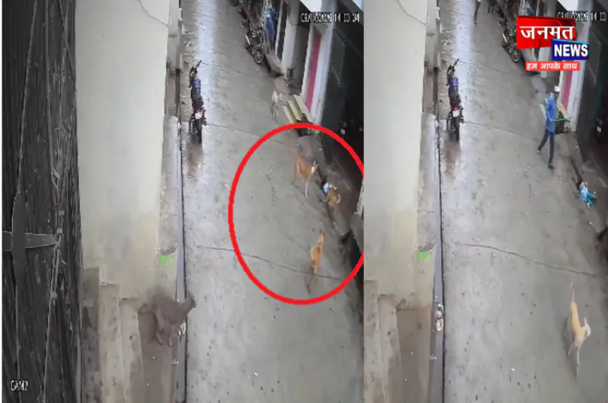 संभल में आवारा कुत्तों का आतंक, मासूम बच्ची पर किया हमला; चेहरे व गर्दन पर आईं गंभीर चोटें