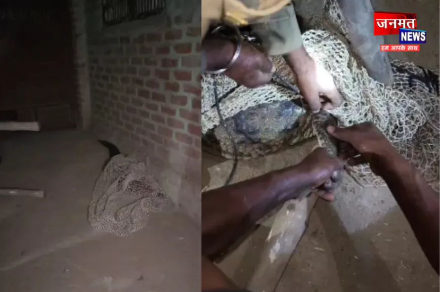 हरदोई में घर के अंदर घुसा मगरमच्छ, वन विभाग ने घंटों की मशक्कत के बाद पकड़ा
