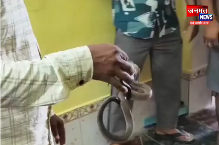 महराजगंज में सर्पदंश से मासूम की मौत, विषैले सांप को पकड़कर जंगल में सुरक्षित छोड़ा
