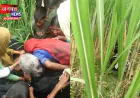 लखीमपुर खीरी: धान के खेत में मिला हिस्ट्रीशीटर का शव, इलाके में हड़कंप; जांच में जुटी पुलिस