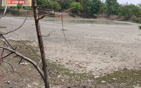 उरई में 15 जून से 3 अगस्त तक पचास फीसद भी नहीं हुई बारिश, नष्ट होने की कगार पर खरीफ की फसल