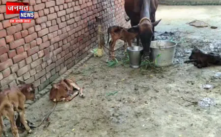 प्रतापगढ़: सावन में अनोखी घटना, गाय ने एक साथ चार बछड़ों को दिया जन्म; उमड़ी लोगों की भीड़