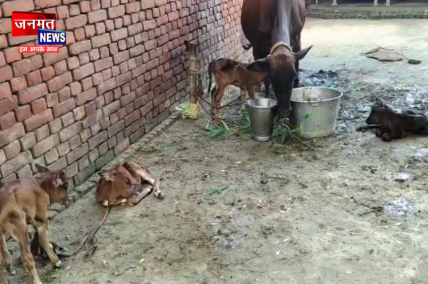 प्रतापगढ़: सावन में अनोखी घटना, गाय ने एक साथ चार बछड़ों को दिया जन्म; उमड़ी लोगों की भीड़