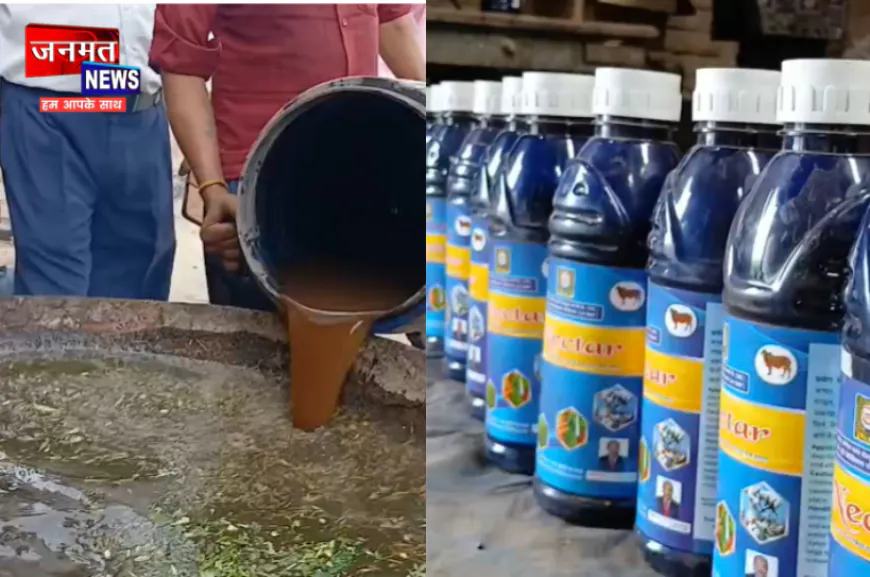 बुलंदशहर में गोमूत्र से जैविक खाद बनाने की पहल, 10 रुपये लीटर खरीदा जा रहा गोमूत्र