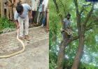 कुशीनगर जिला जज के कार्यालय परिसर में पेड़ पर चढ़ा विशाल अजगर, स्नेक मैन सुशील ने किया सुरक्षित रेस्क्यू