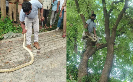 कुशीनगर जिला जज के कार्यालय परिसर में पेड़ पर चढ़ा विशाल अजगर, स्नेक मैन सुशील ने किया सुरक्षित रेस्क्यू
