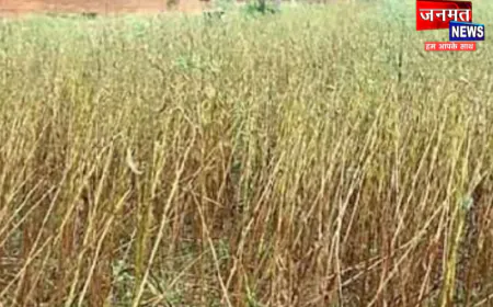 उरई में बारिश से फसलें बर्बाद, बीमा कंपनी के सर्वे पर उठे सवाल; किसानों में नाराजगी