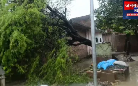 औरैया: बारिश में कच्चे मकान पर गिरा बबूल का पेड़, बाल-बाल बचा परिवार; प्रशासन से मदद की गुहार
