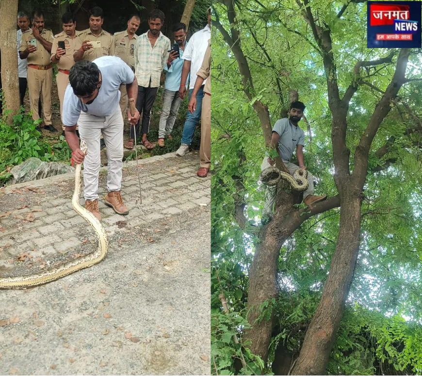 कुशीनगर जिला जज के कार्यालय परिसर में पेड़ पर चढ़ा विशाल अजगर, स्नेक मैन सुशील ने किया सुरक्षित रेस्क्यू