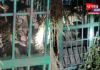बहराइच: कतर्नियाघाट में पिंजरे में कैद हुआ तेंदुआ, ग्रामीणों ने ली राहत की सांस