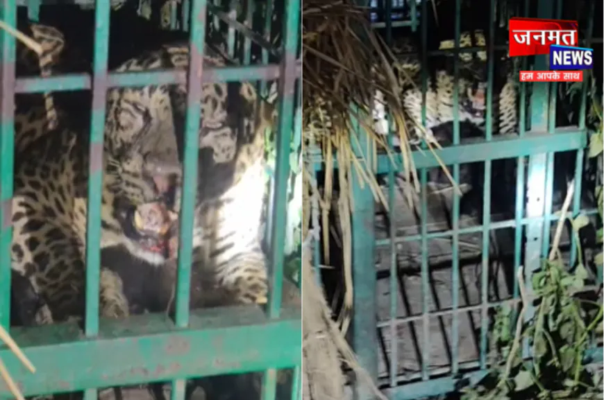 बहराइच: कतर्नियाघाट में पिंजरे में कैद हुआ तेंदुआ, ग्रामीणों ने ली राहत की सांस